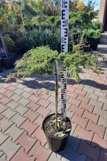 Можжевельник обыкновенный Грин Карпет на штамбе | Juniperus communis Green Carpet on shtambe | Ялівець звичайний Грін Карпет на штамбі